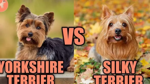 Was ist der Unterschied zwischen dem Haar eines Silky Terrier & Yorkshire Terrier?