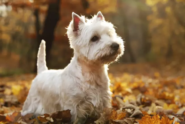 Coiffures différentes pour un West Highland Terrier