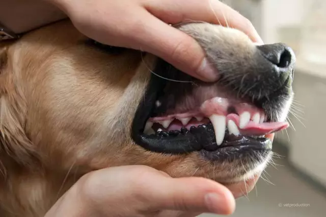 Wie Sie Ihrem Hund helfen können, sich mit einem Neugeborenen wohl zu fühlen