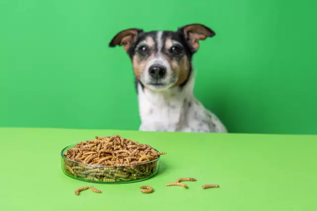 Welches Hundefutter ist gut für eine Glutenallergie?