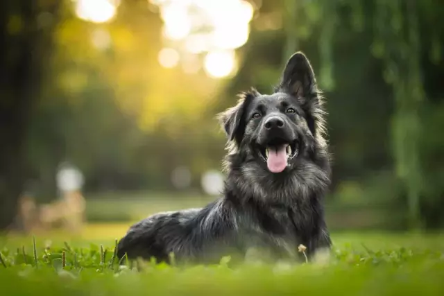 Noms de chien associés à beaucoup de taches