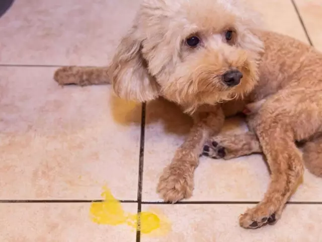 Pourquoi mon chien est-il en train de détruire des objets?