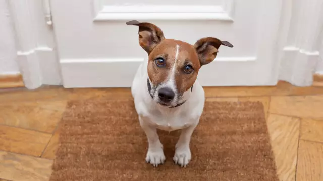 Comment habituer votre chien à porter des chaussures