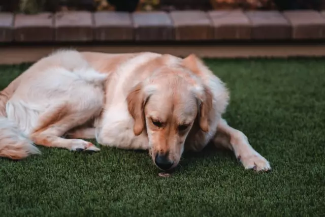 Warum verhalten sich Hunde seltsam, wenn ein Gewitter kommt?