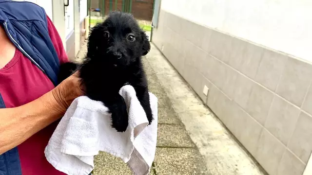 Bekommen Hunde Heimweh, nachdem sie eine neue Familie bekommen haben?