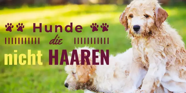 Verbreiten Hunde die H1N1-Grippe?