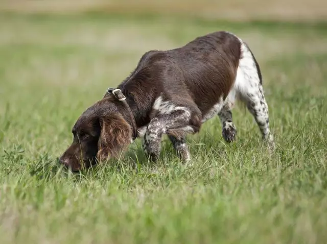 Einfache Schritte zum Töpfchen Trainieren Sie Ihren Hund