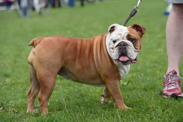 Wie erkennen Sie, ob Ihre englische Bulldogge Showqualität aufweist?