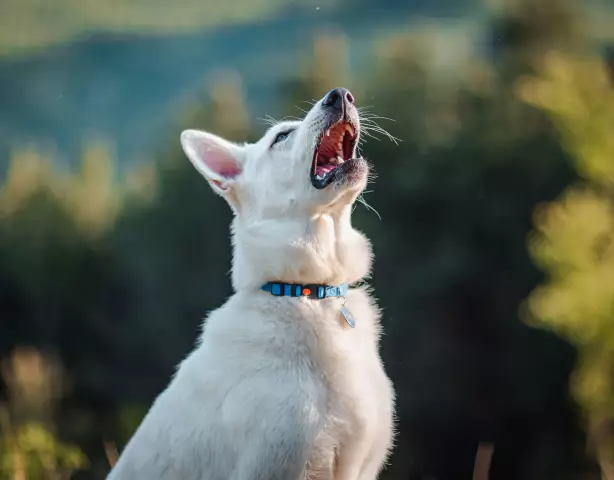 Was man einen Hund füttert, der allergisch gegen Speichermilben ist