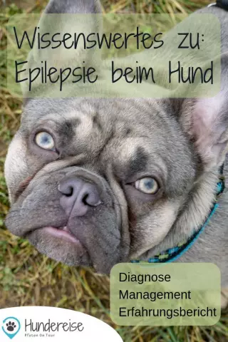 Futterempfehlung für epileptische Hunde