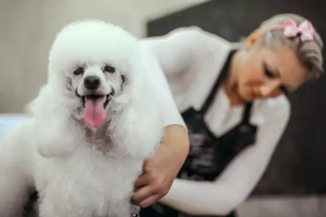 Faits sur le caniche français