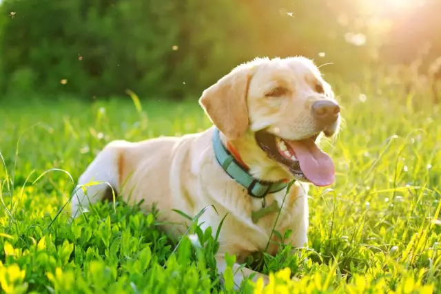 Was ist ein guter Heimtest, um das Sehvermögen eines Hundes zu bestimmen?