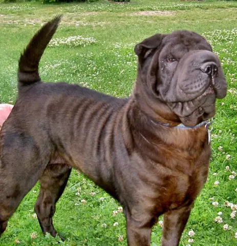 Comment préparer un Shar Pei pour un spectacle