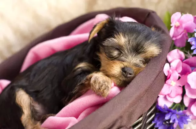 Die beste Frisur für Teacup Yorkies