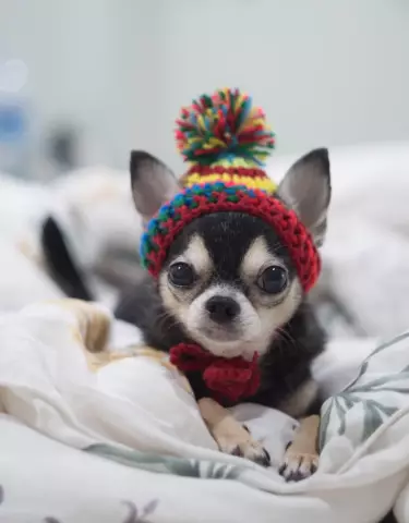 Informationen zur Teacup Chihuahua Hunderasse