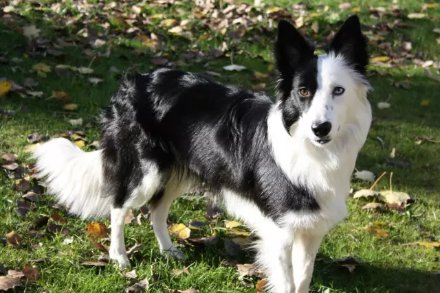 Sind Irische Setter wie Border Collies?