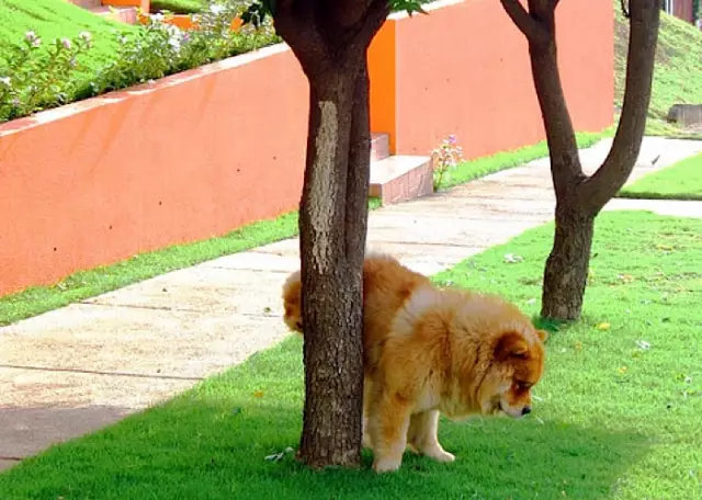 Wie man verhindert, dass ein Hund in seiner Kiste wimmert und bellt