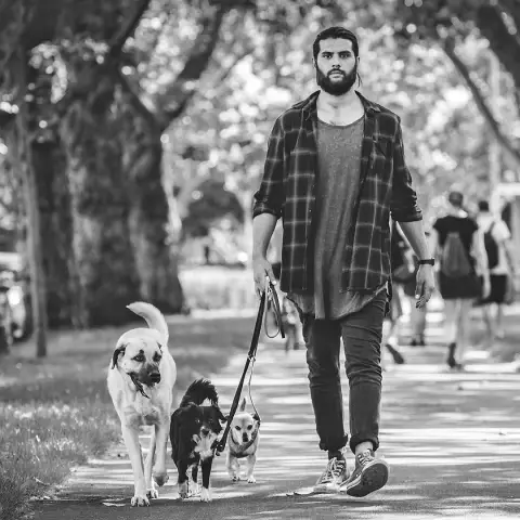 Comment protéger les pieds des chiens sur les chaussées et le sable chauds