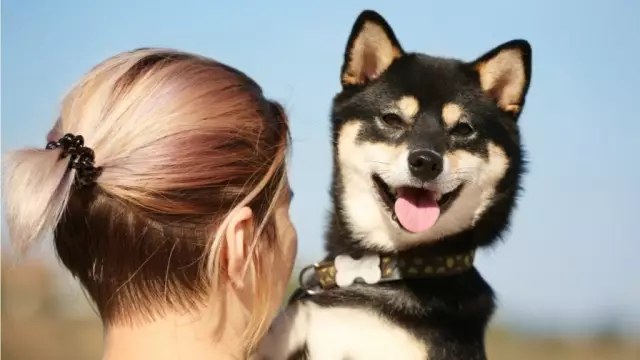 Quel genre de chien est le chien japonais souriant?