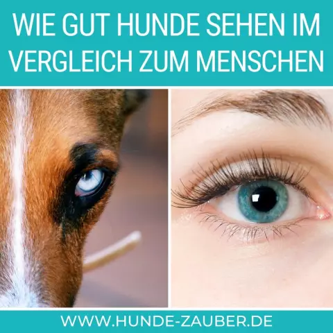 Eine Liste von Lebensmitteln, die gut für Hunde sind