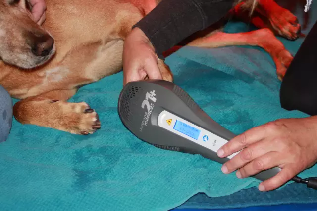 Low-Level-Lasertherapie bei Spondylitis bei Hunden