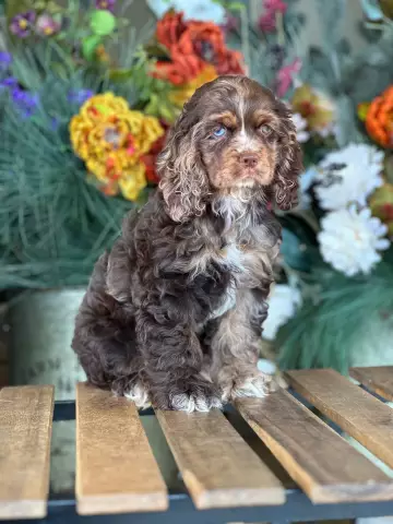 Merle Cocker Spaniel Problems