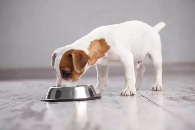 Mutter-Hunde, die an den Welpen knurren, während sie pflegen