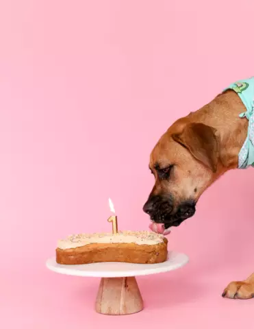 Das beste Öl für Hundekuchen