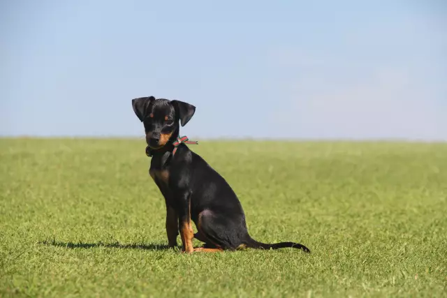 Einen Mini-Pinscher besitzen