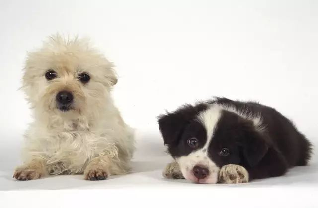 Symptômes de la maladie de pica chez les chiots et les chiens