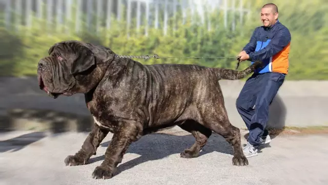 Prédire la taille du dogue anglais à la croissance