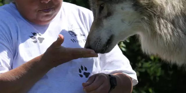 Die Beziehung eines Huskys zu einem Wolf