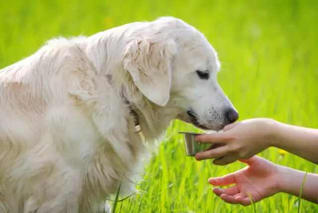 Abhilfe, damit mein Hund nicht mehr in die Kiste uriniert