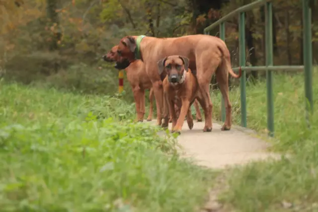 Est-ce qu'un Rhodesian Ridgeback est identique à un Coonhound Redbone?