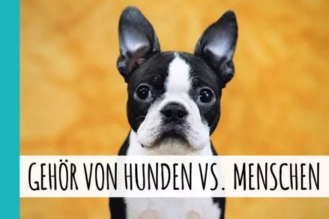 Wurzelfrüchte, die gut für Hunde sind