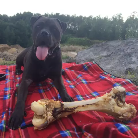 Qu'est-ce qu'un jouet à mâcher ou à mâcher sans danger pour mon chien en bouche?