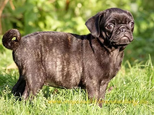 Devriez-vous laisser votre chiot pendre par les dents à un jouet en corde?