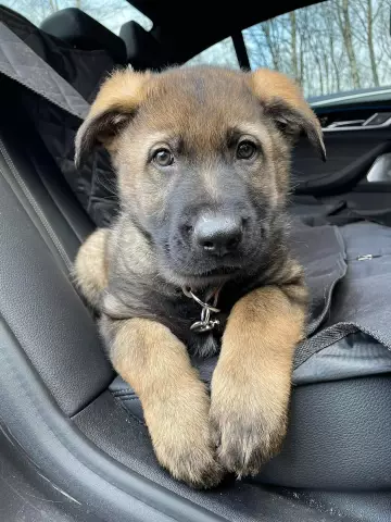 Un chiot devrait-il prendre des suppléments de calcium?