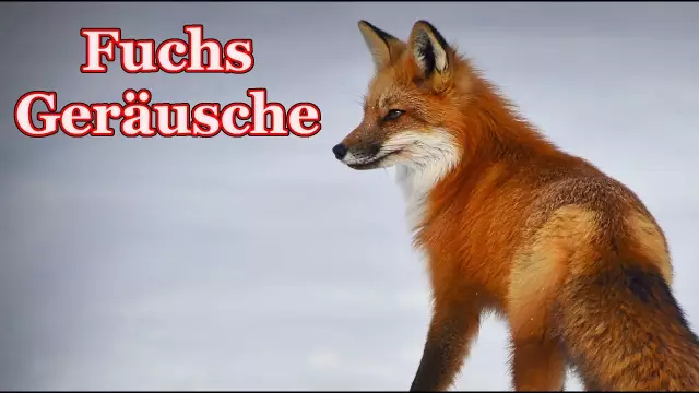 Durch welche Geräusche werden Hunde gereizt?