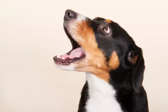 Wie man einen Hund am Bellen und Lecken hindert