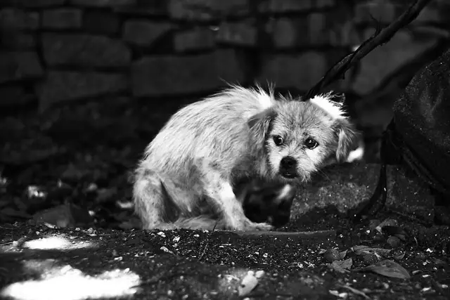 Comment empêcher un chien de mordre sur un pansement