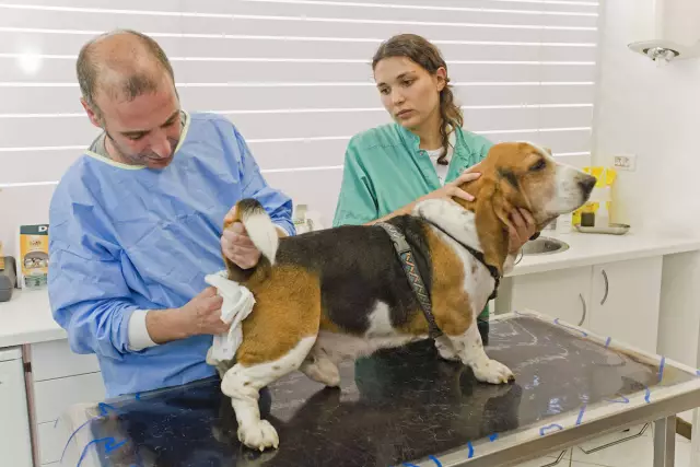 Comment arrêter un chien de déféquer sur le sol