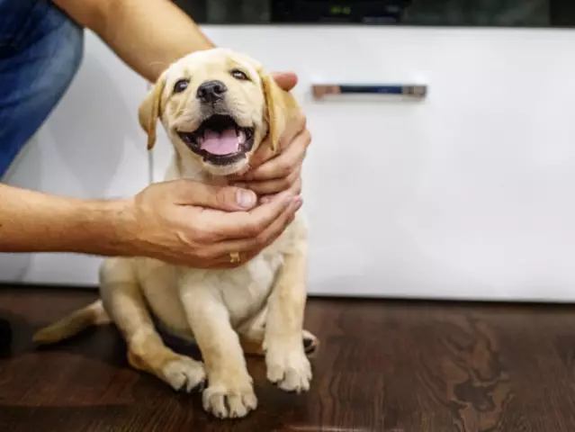 Wie verhindern Sie, dass ein Hund pinkelt, wenn er glücklich ist?