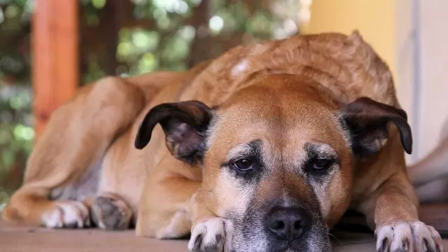 Symptome und Behandlung von Bandwürmern bei Hunden