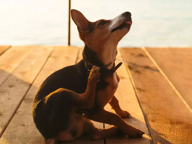 Est-ce que les ténias chez les chiens meurent quand ils frappent l'air?