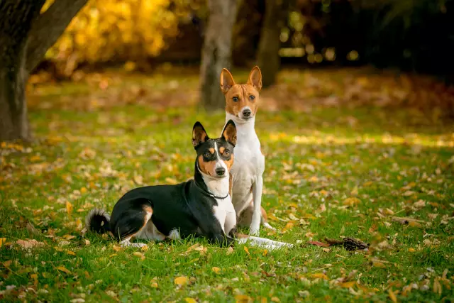 Comment apprendre à votre chien à aboyer contre les voitures qui conduisent dans votre jardin