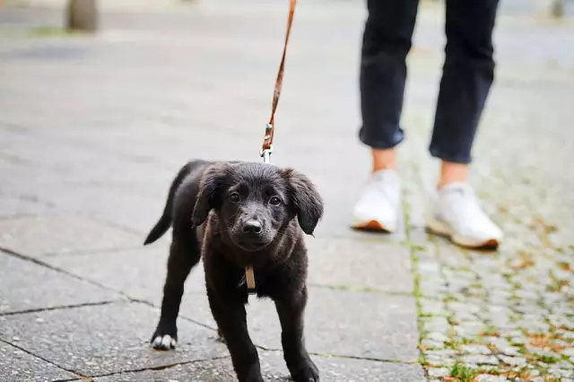 Wie man Hunden beibringt, zur Tür zu gehen, wenn sie urinieren müssen