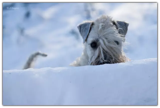 La coupe de cheveux traditionnelle Wheaten Terrier à poil doux