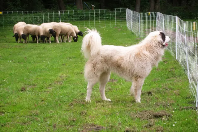 Ausbildung von Herdenschutzhunden