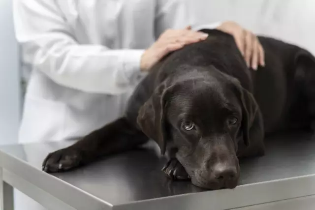 Trilostane drogue pour la maladie de Cushing chez le chien